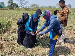 Survei Kerangka Sampel Area (KSA) Bulan Juli 2024.