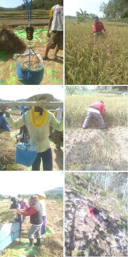 Survey of Rice Tiled Survey Based on Area Sample Framework (KSA)